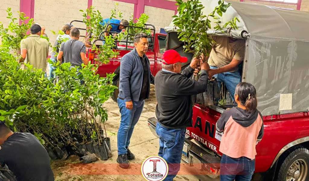 Entregan árboles de limón subsidiados a productores de Totutla. Entregan árboles de limón subsidiados a productores de Totutla.